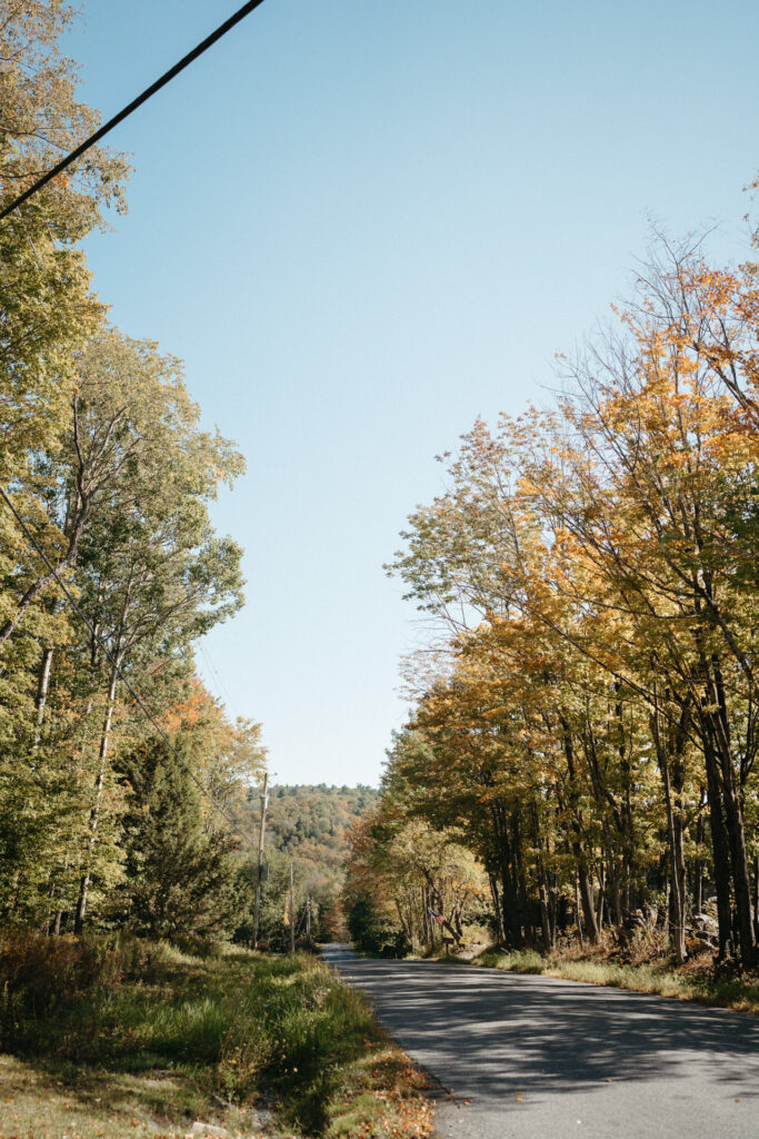 Tree-lined road in autumn color under a blue sky