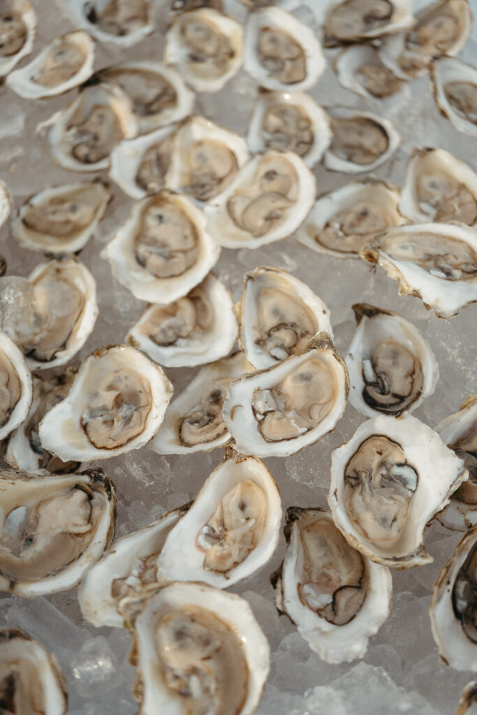Close-up of oysters on ice